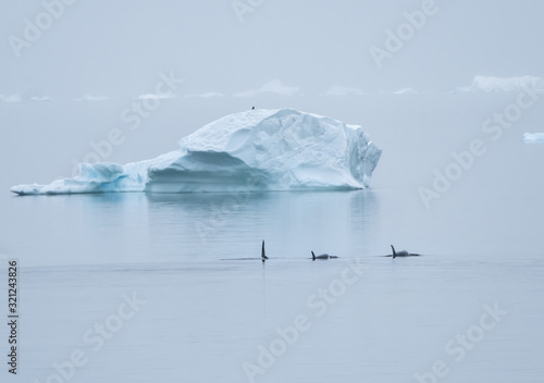 Kiiller whales  Orcinus orca  pod feeding in the icy waters along the Antarctiic Peninsula coast  Antarctica