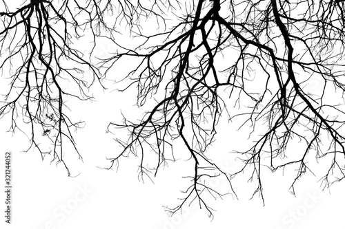 branch of tree silhouette on white background