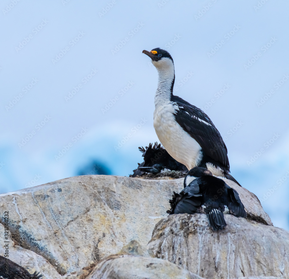 Fototapeta premium Blue-eyed shag colony, Damoy Point, a headland, entrance point to the harbour of Port Lockroy, Antarctic Peninsula, Antarctica
