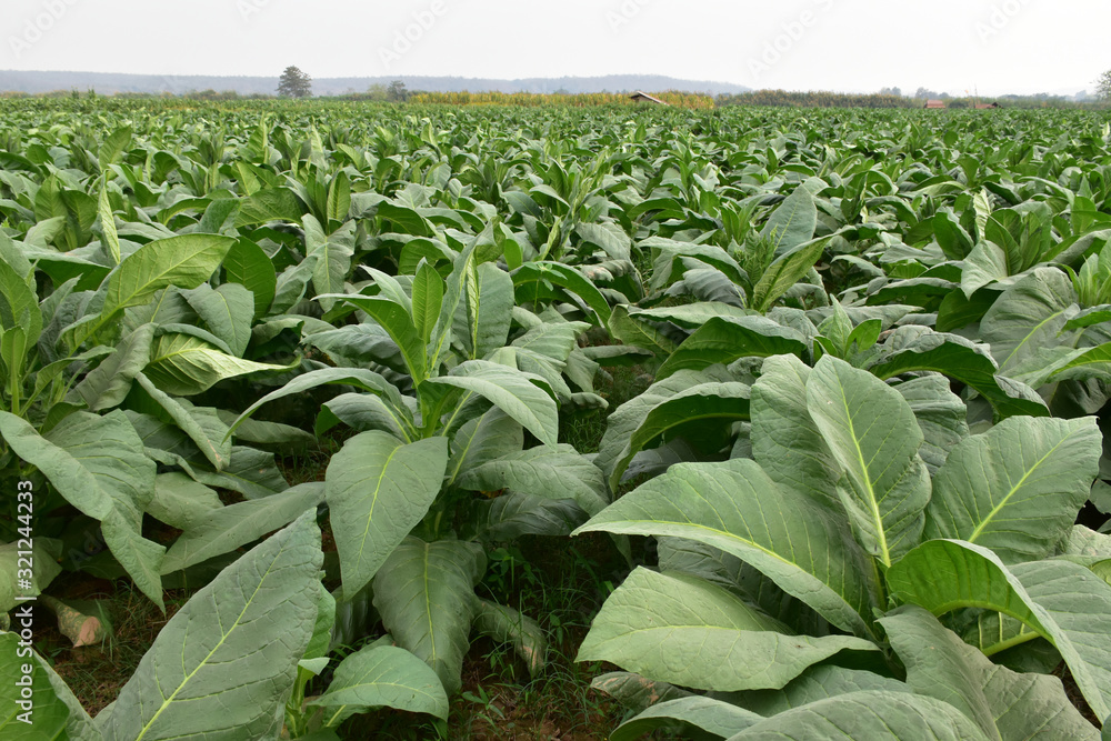 Tobacco Fields Tobacco Fields