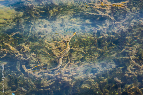 Snake swimming on the surface of Ohrid lake in albanian part photo