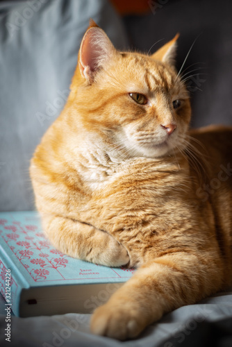 Ginger cat relaxes on blue cushions with a blue book by English author Jane Austen