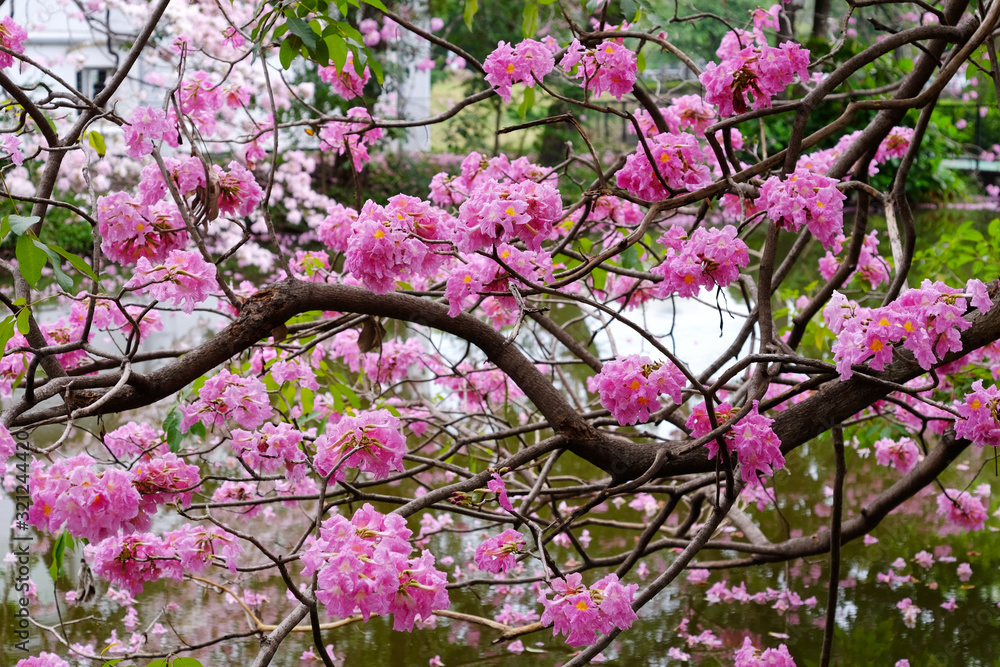 Pink trumpet tree (Tabebuia rosea), The beauty of pink flowers that are blooming in the winter Pink trumpet tree (Tabebuia rosea), The beauty of pink flowers that are blooming in the winter