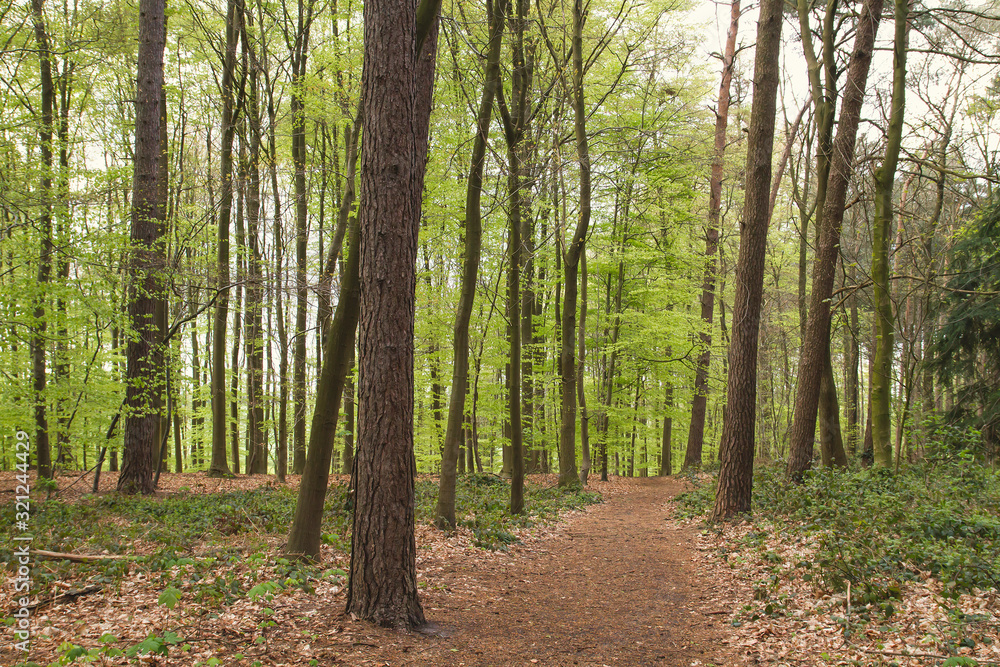 path in a springtime forest