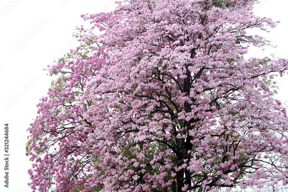 Pink trumpet tree (Tabebuia rosea), The beauty of pink flowers that are blooming in the winter Pink trumpet tree (Tabebuia rosea), The beauty of pink flowers that are blooming in the winter