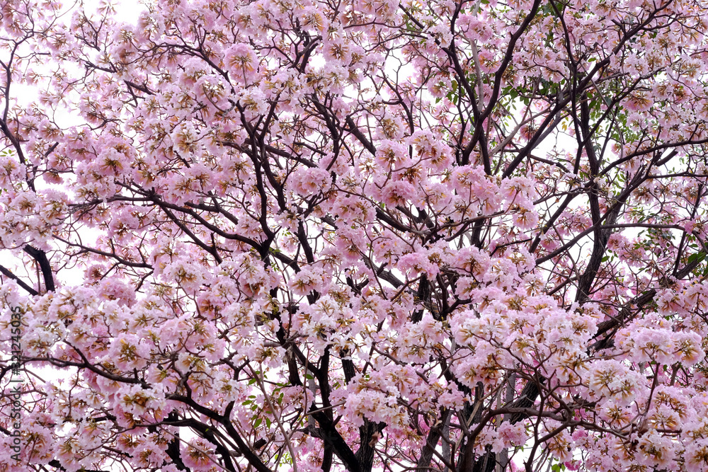 Pink trumpet tree (Tabebuia rosea), The beauty of pink flowers that are blooming in the winter Pink trumpet tree (Tabebuia rosea), The beauty of pink flowers that are blooming in the winter