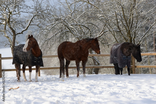 Die glorreichen 3. § schöne Pferde im Schnee © Grubärin