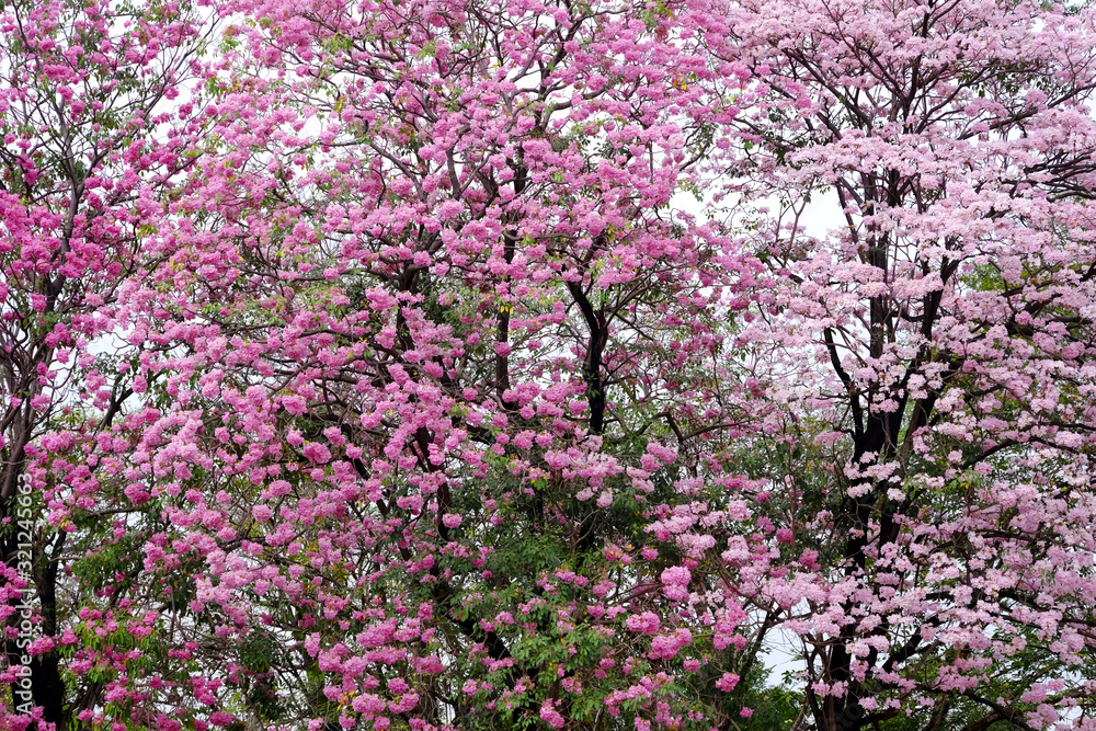 Pink trumpet tree (Tabebuia rosea), The beauty of pink flowers that are blooming in the winter Pink trumpet tree (Tabebuia rosea), The beauty of pink flowers that are blooming in the winter