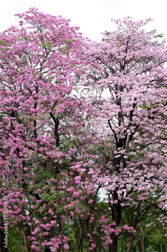 Pink trumpet tree (Tabebuia rosea), The beauty of pink flowers that are blooming in the winter