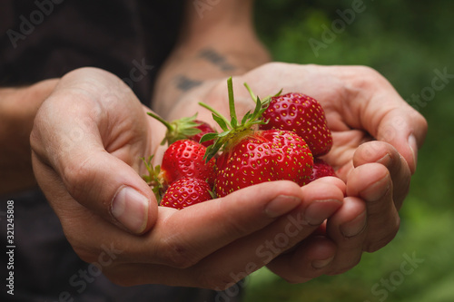 handpicking strawberries