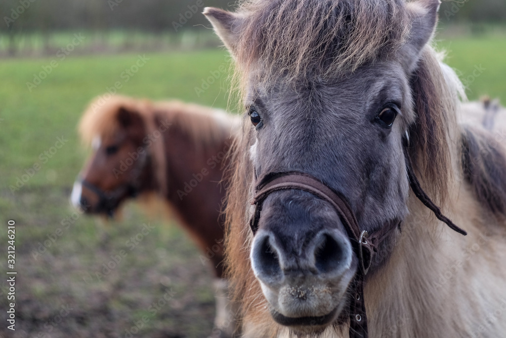 Shetland ponies in muddy field. Close up of grey face wearing br Shetland ponies in muddy field. Close up of grey face wearing br