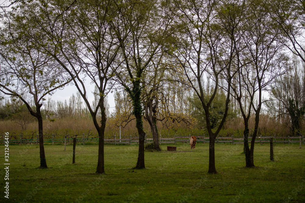 Grazing brown Horse on the green Pasture looking trhrough trees Grazing brown Horse on the green Pasture looking trhrough trees