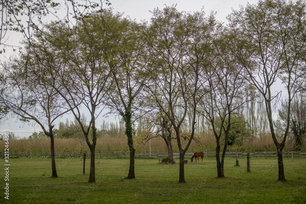 Grazing brown Horse on the green Pasture looking trhrough trees Grazing brown Horse on the green Pasture looking trhrough trees