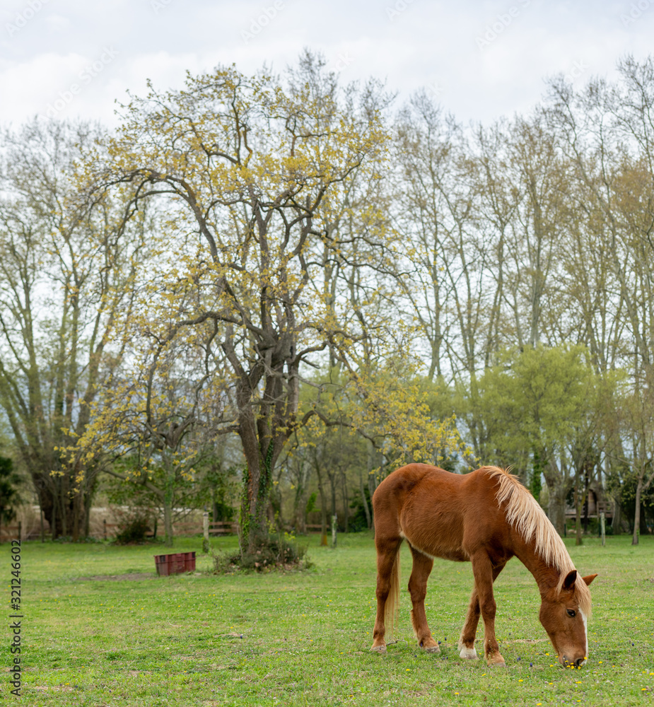 Grazing brown Horse on the green Pasture Grazing brown Horse on the green Pasture