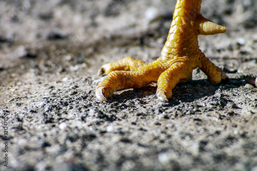 Canvas-taulu poor chicken with deformed feet