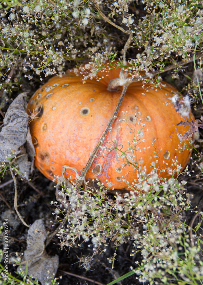 pumpkin in the garden next to white flowers. themes of autumn and harvest pumpkin in the garden next to white flowers. themes of autumn and harvest