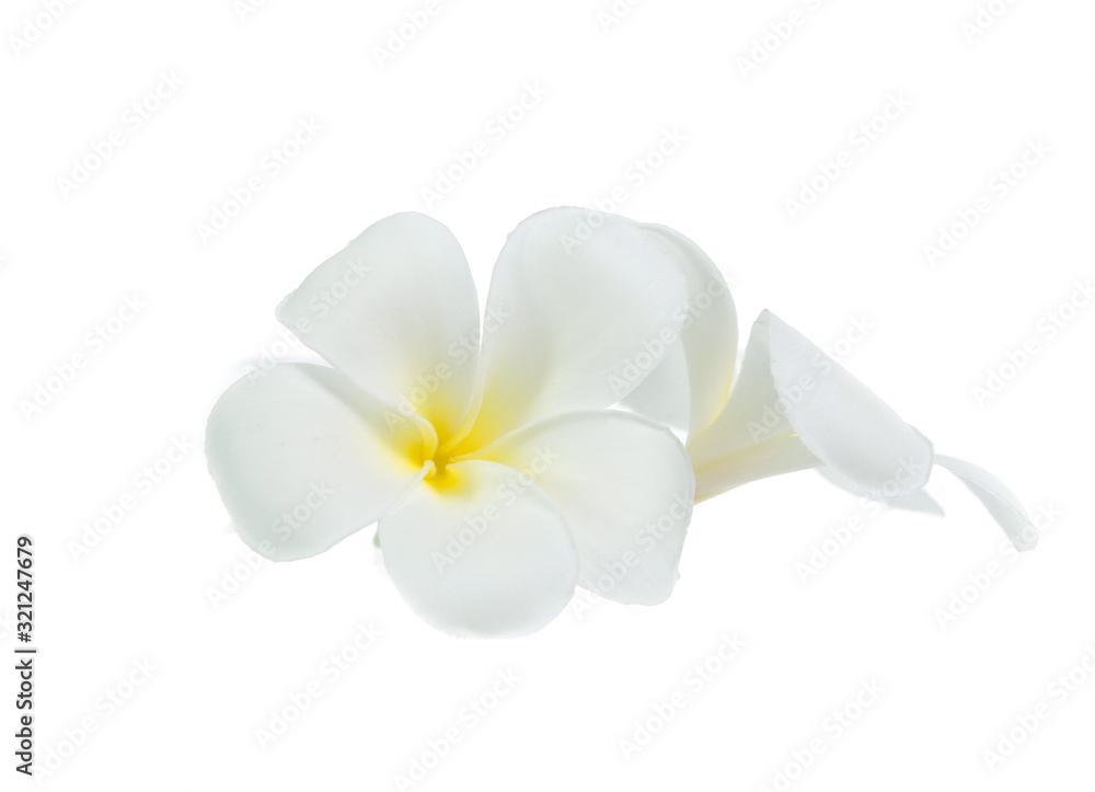 Naklejka premium frangipani flower isolated on white on white background