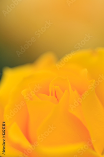 Wallpaper Mural 薔薇 Torontodigital.ca