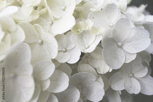 Wedding flowers bouquet. close up of blooming white hydrangea flower