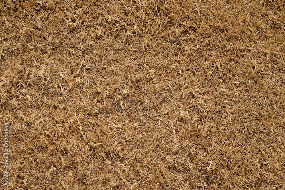 dry grass texture dry grass texture