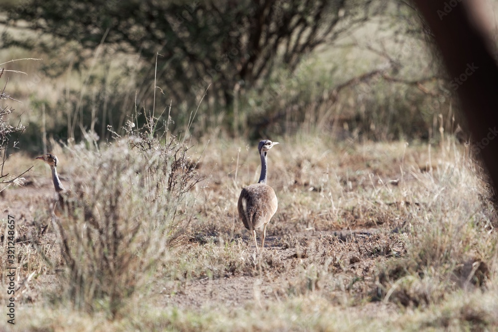 White bellied bustard or white bellied korhaan, Eupodotis senegalensis, in the Awash National Park