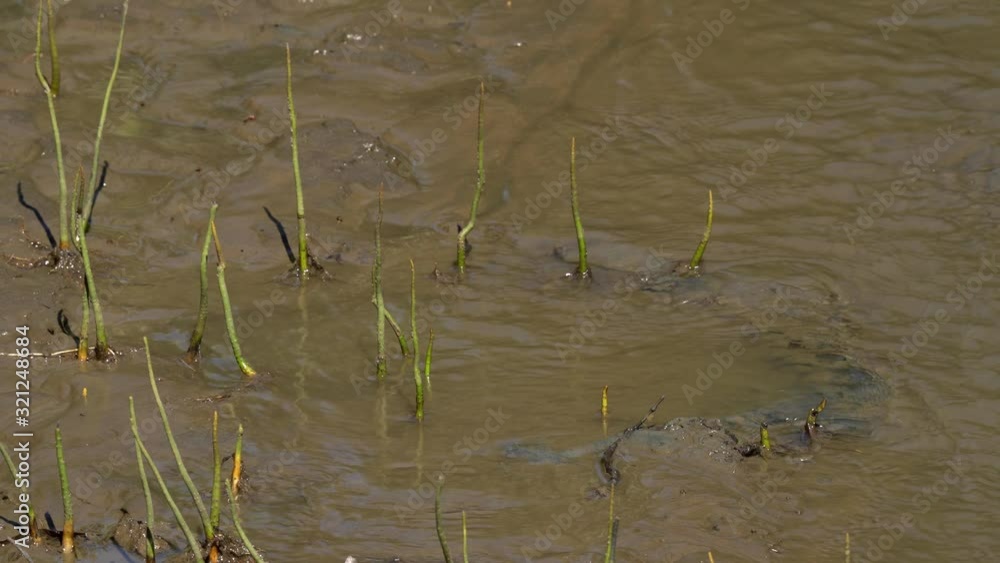 Oxudercinae mud spray in mangrove forest Thailand Oxudercinae mud spray in mangrove forest Thailand