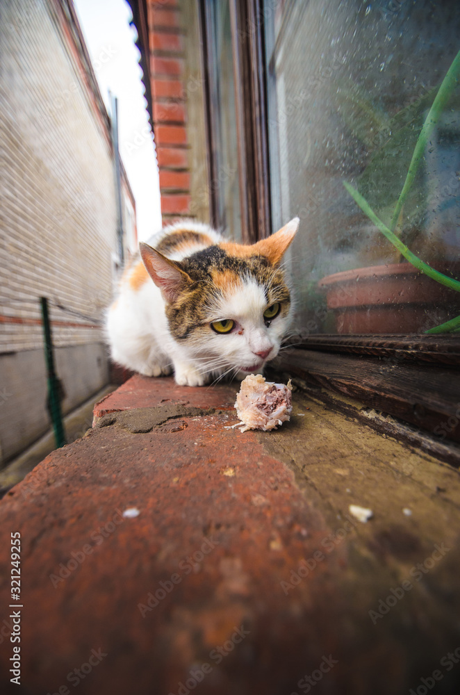 A homeless cat is fed, a sad photo on a wide-angle lens