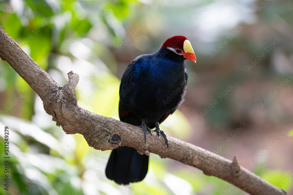Fototapeta premium violet turaco is watching something of interest from his branch