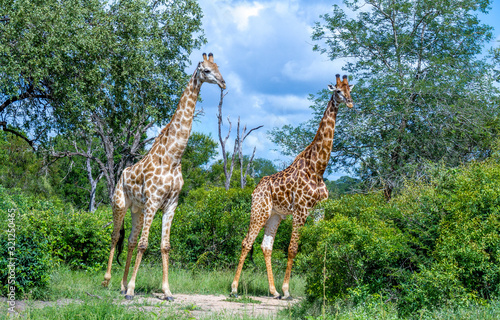 Two giraffes with their long necks isolated in the African bush image in horizontal format