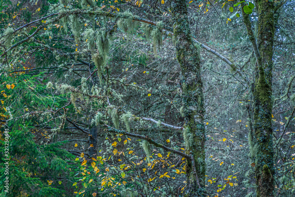 Tree trunks with branches covered with green moss.Tranquil landscape abstract scene in autumn woodland.Beauty in nature.Old growth forest. Tree trunks with branches covered with green moss.Tranquil landscape abstract scene in autumn woodland.Beauty in nature.Old growth forest.