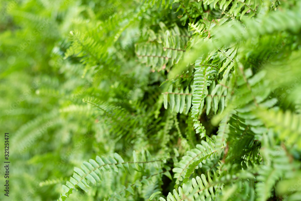 green fern with leaves on the wall