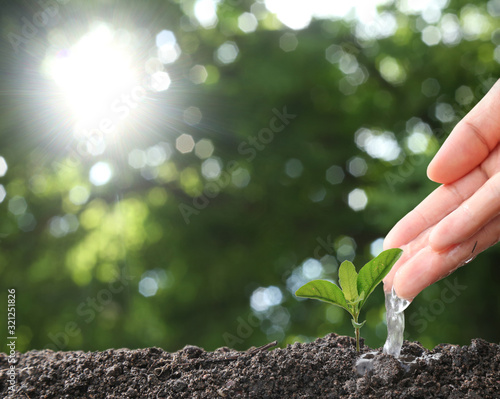 Agriculture. Growing plants. Plant seedling. Hand nurturing and watering young baby plants growing in germination sequence on fertile soil with natural green bokeh background