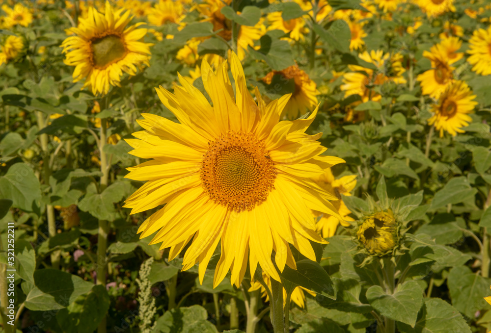 Close up of sunflowers in sunflower field Close up of sunflowers in sunflower field