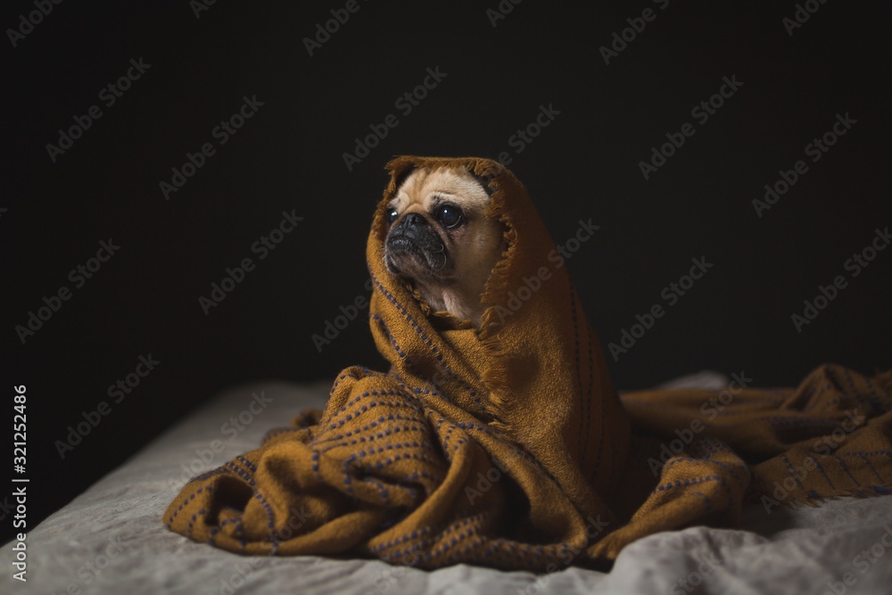 Dog snow under blanket Dog snow under blanket