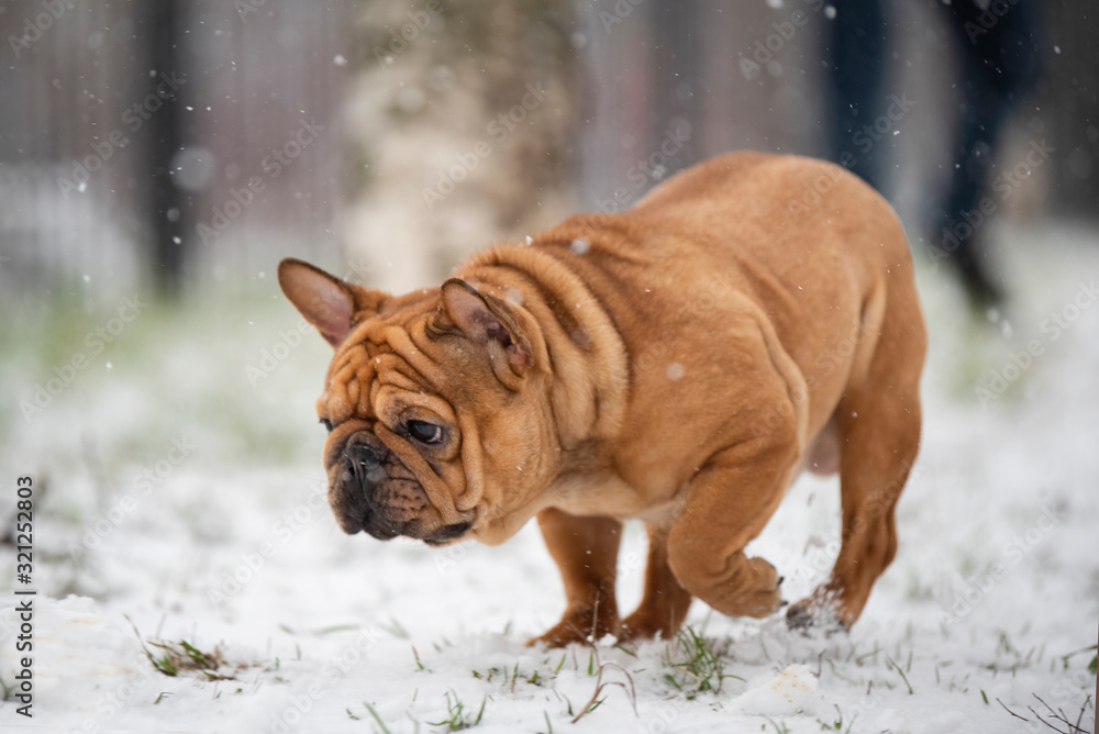 french bulldog plays with the first snow