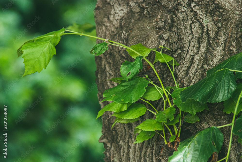 Obraz premium Young sprouts with leaves grow right through the trunk and bark of the tree. Spring concept of life renewal and new beginnings