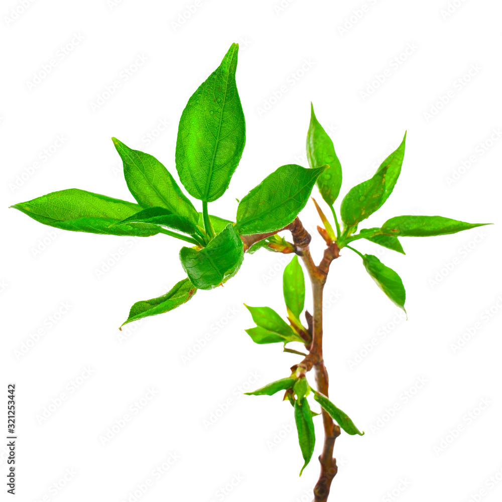 Fototapeta premium Young foliage on poplar twigs isolated on a white background.