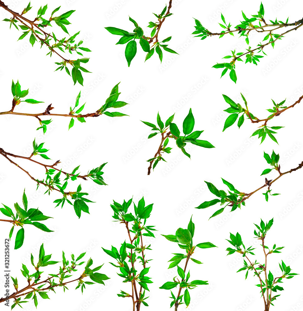 Collection of young foliage on poplar twigs isolated on a white background.
