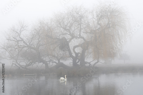 Tableau sur toile morning mist
