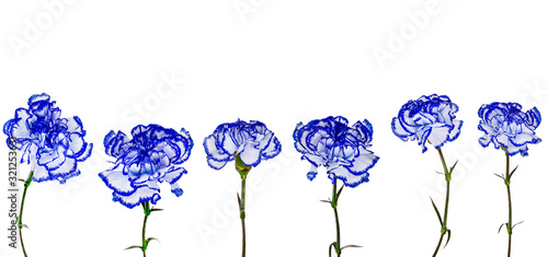 Fotografía Collection of beautiful carnations flower isolated on a white background