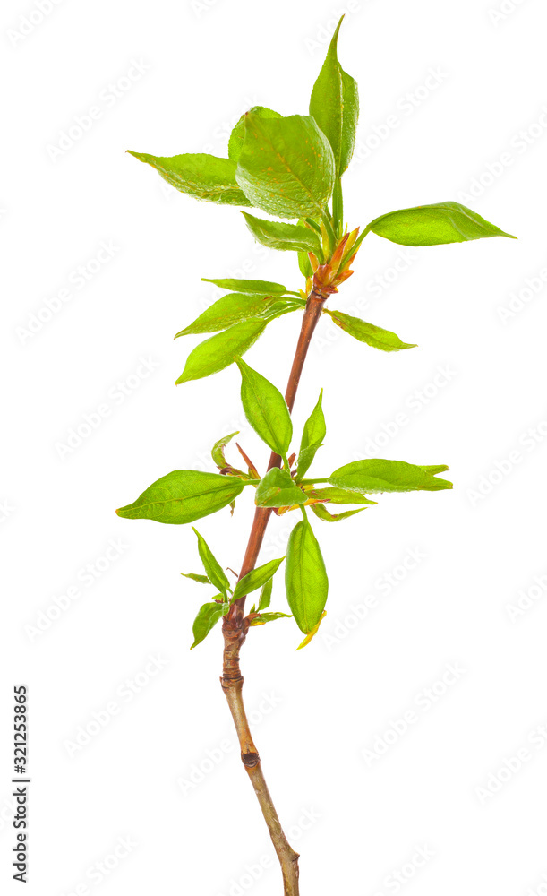 Obraz premium Young foliage on poplar twigs isolated on a white background.