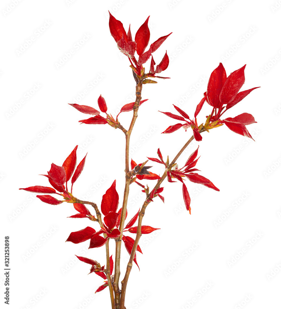 Red foliage on poplar twigs isolated on a white background. Red foliage on poplar twigs isolated on a white background.