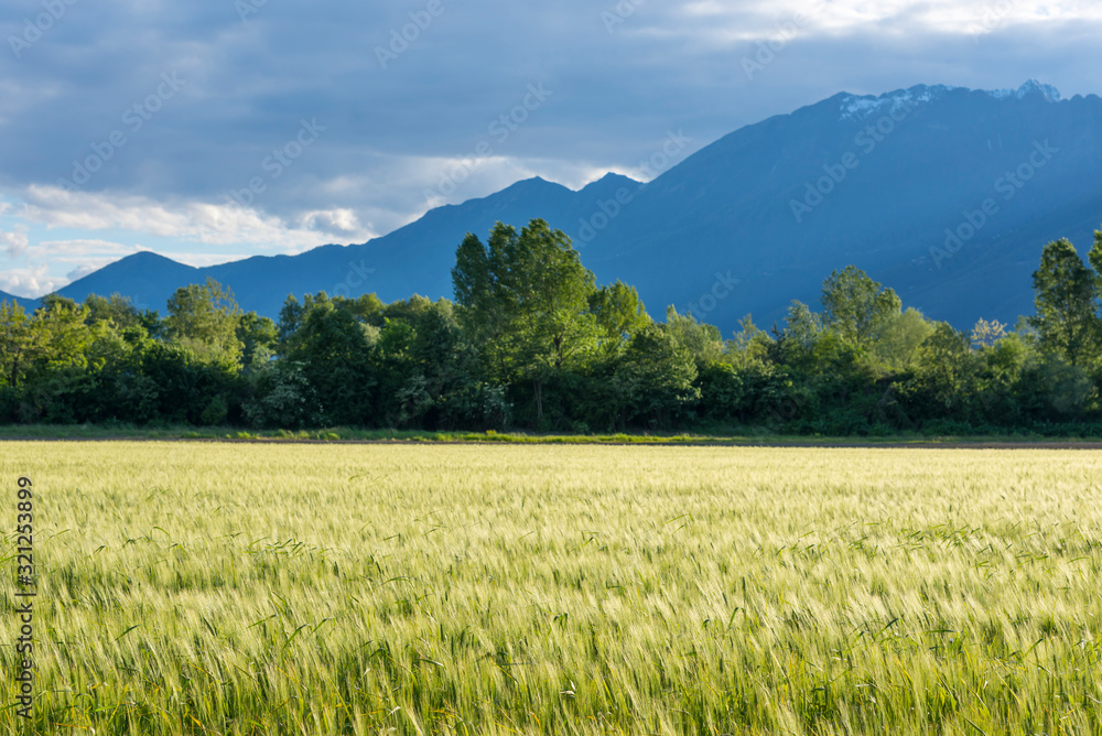 Wheat Field with Trees and Mountain in Ticino, Switzerland.