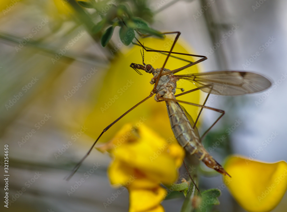 Profile detail of Tipula oleracea, Cabbage mosquito. Profile detail of Tipula oleracea, Cabbage mosquito.