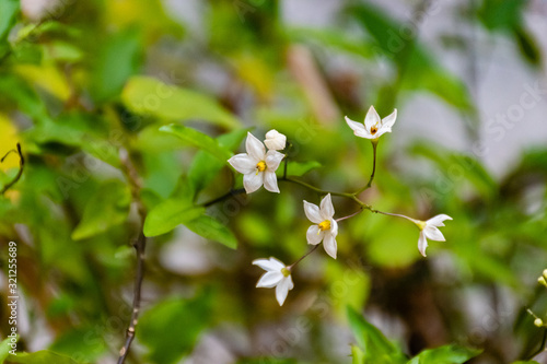 Solanum laxum (potato vine, potato climber or jasmine nightshade) flowers close-up shot