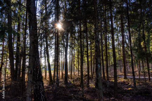 Fototapeta Naklejka Na Ścianę i Meble -  Puszcza Knyszyńska, łagodna zima 2019/2020, anomalie pogodowe, podlasie, Polska