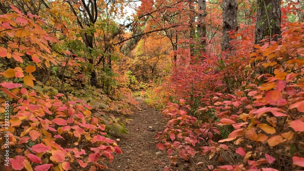 POV walk downhill through the forest in the fall. Trees with colorful leaves. POV walk downhill through the forest in the fall. Trees with colorful leaves.