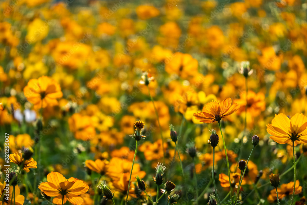 colorful cosmos flowers farm