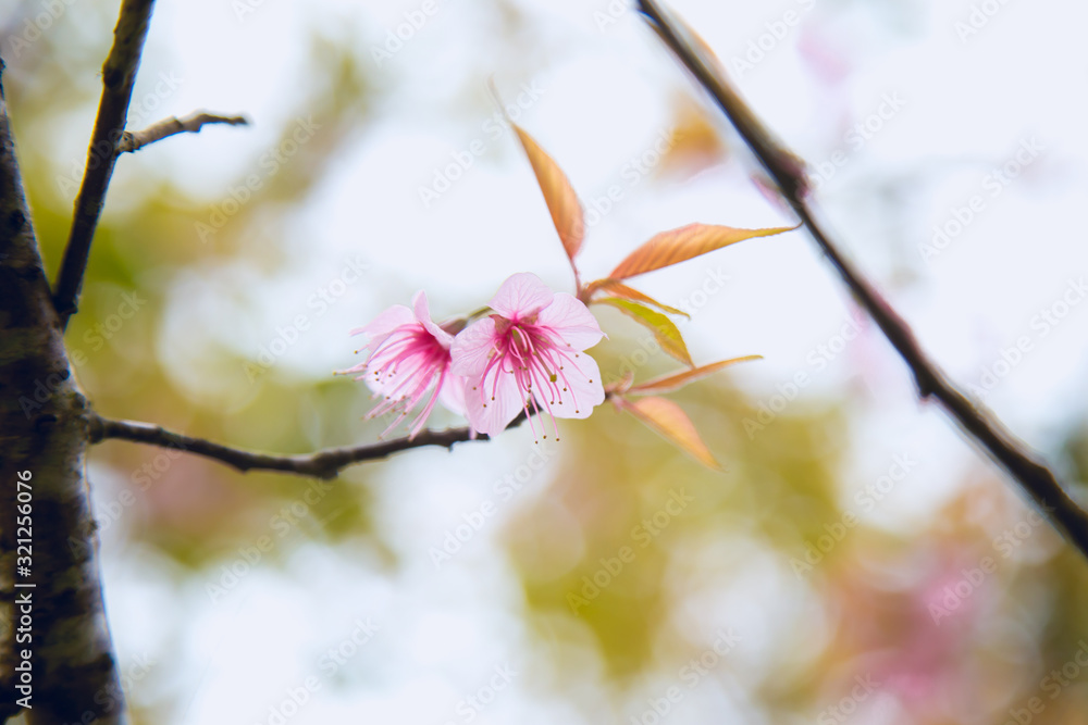 Beautiful cherry blossom or sakura in spring time over sky Beautiful cherry blossom or sakura in spring time over sky