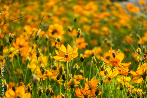 colorful cosmos flowers farm